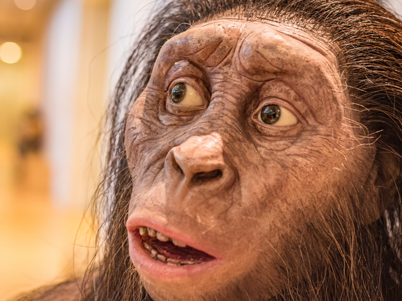 Rekonstrukcja Australopithecus afarensis, małpy człekokształtnej, która żyła od 3,8 do 2,9 miliona lat temu. Muzeum Nauk Przyrodniczych w Trento, Włochy