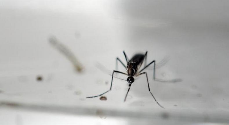 WHO concerned by report of sexual transmission of Zika