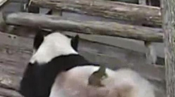 Mókus rúgta oldalba a pandát – videó!