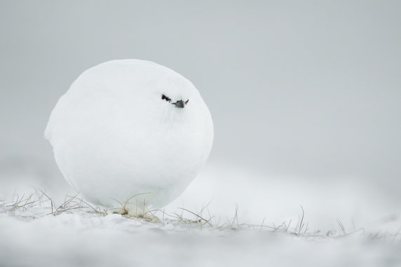 Jacques Poulard, "Snowball" 