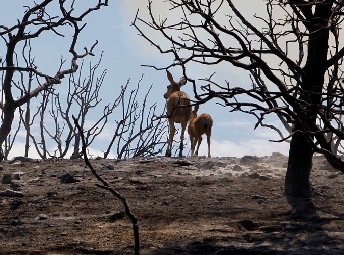 Kalifornia walczy z ogniem