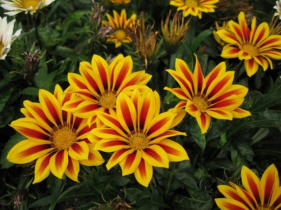 Gazania 