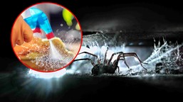 pajęcza nić pod lupą naukowców. nowe możliwości dla medycyny i technol