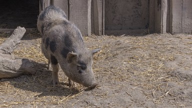 Świnia zamieszkała na balkonie w bloku. Sąsiedzi mają dość