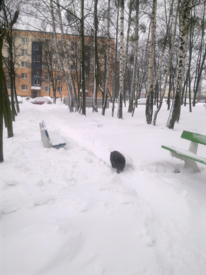 Tarnowskie Góry po opadach śniegu, Fot. MEGAN42/Daj znać!