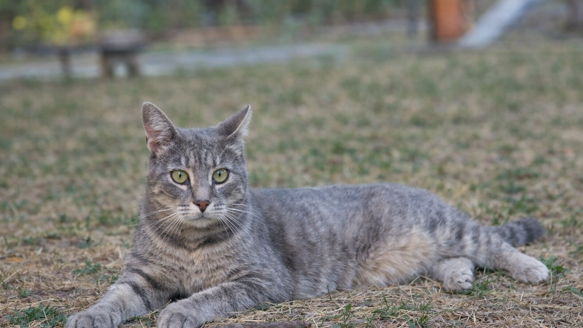 Mačka - ilustracija