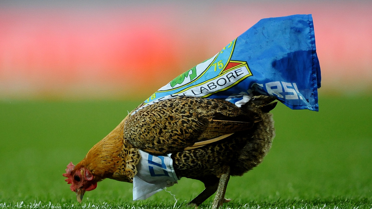 Podczas ostatniego meczu pomiędzy Blackbum Rovers a Wigan Athletic, na boisku pojawiła się kura ubrana w barwy gospodarzy. Zwierzę miało chyba przynieść szczęście gospodarzom, jednak tak się nie stało i drużyna Steve'a Keana spadła z Premier League...