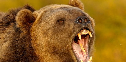 Niedźwiedź zaatakował w Tatrach