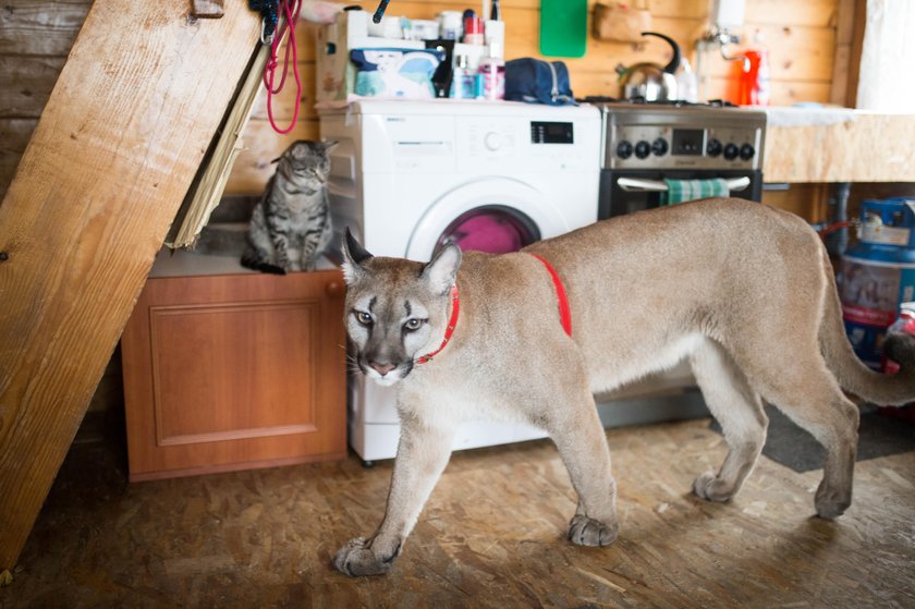 Puma Nubia zostanie w zoo w Chorzowie. Sąd zdecydował