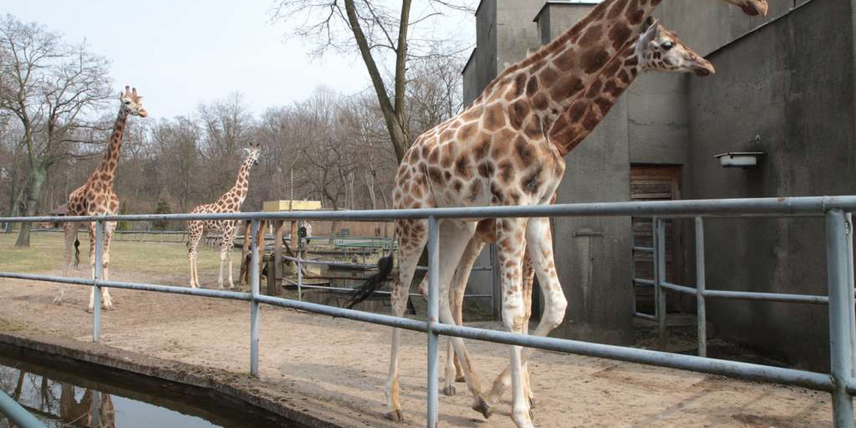 Żyrafy na wybiegu w Łódzkim Zoo
