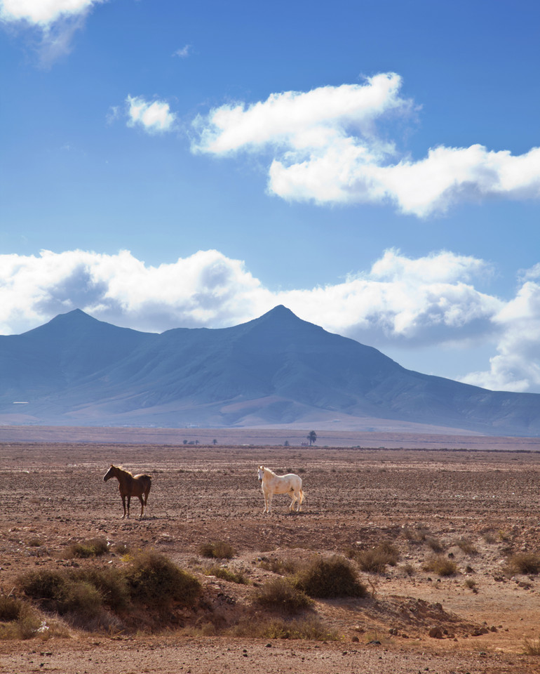 Fuerteventura, konie