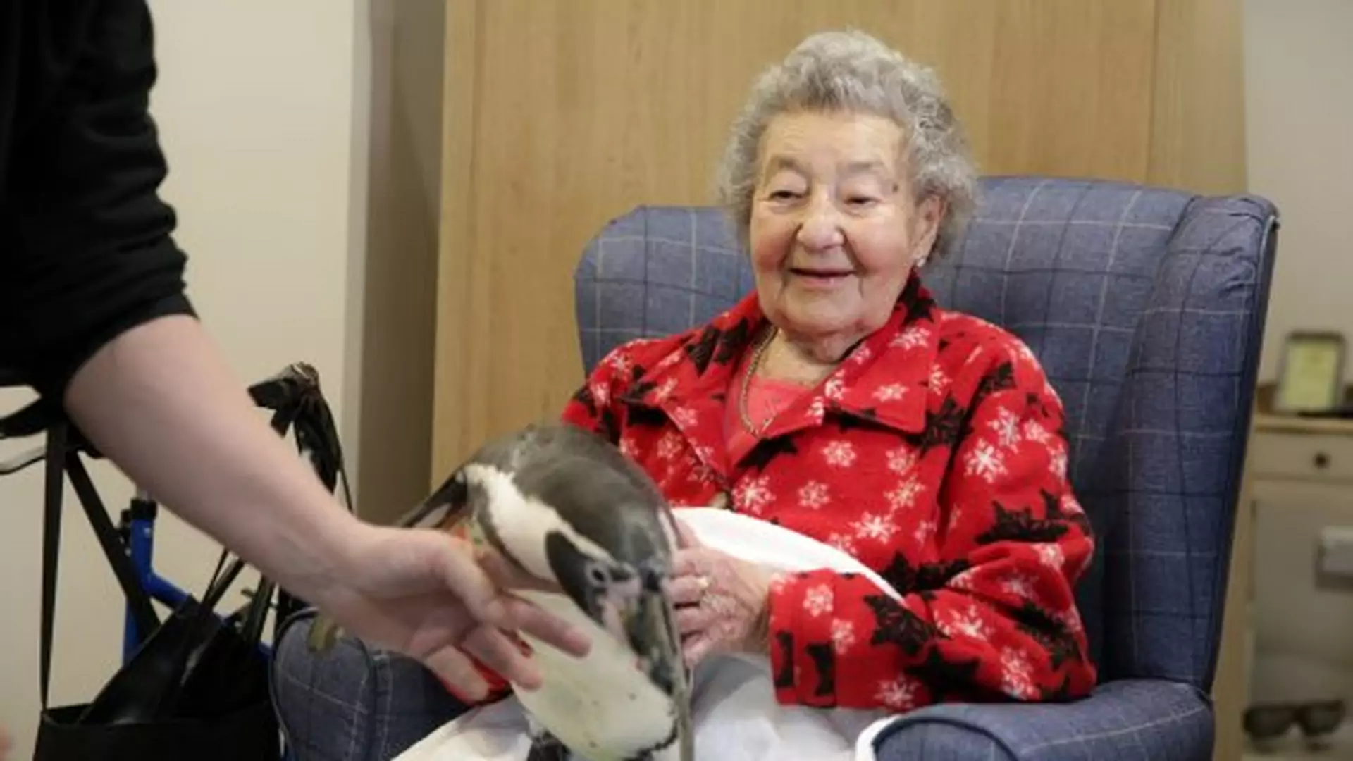 Pingwiny odwiedziły dom opieki, aby spełnić marzenie 92-latki