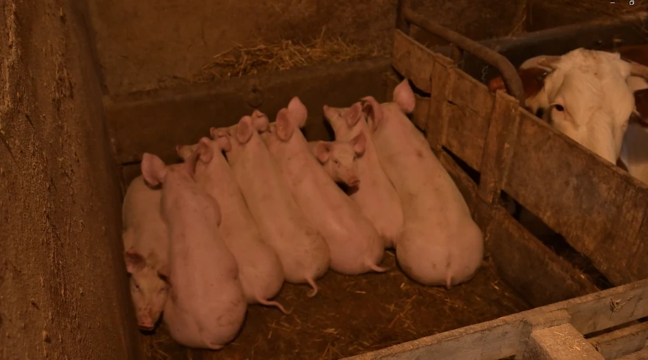 Glumac ima svoje svinje i krave