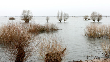 Wysoka woda zalewa Park Narodowy "Ujście Warty" w Słońsku