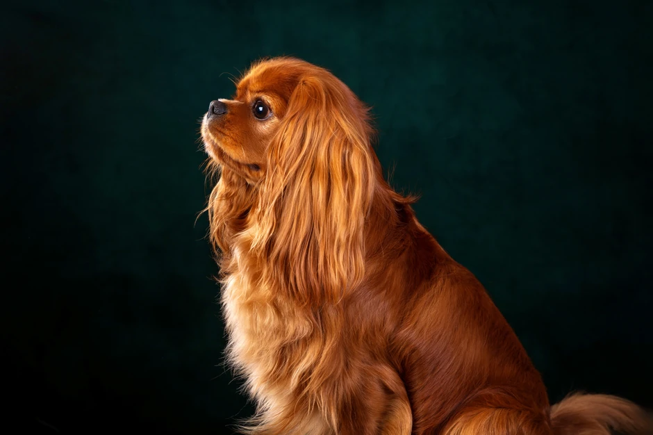 Kavalirski kraljevski španijel