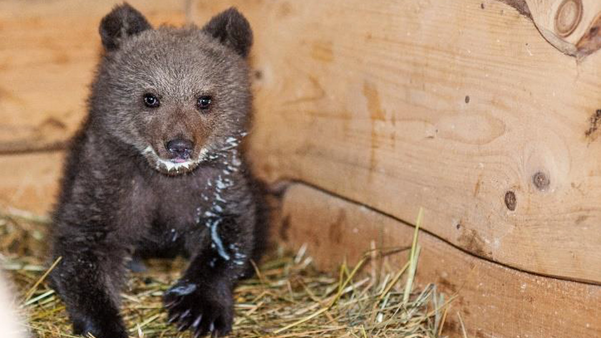 Decyzją Regionalnego Dyrektora Ochrony Środowiska w Rzeszowie w poznańskim ZOO zamieszka mała niedźwiedzica. Zwierzę zostało znalezione w kwietniu i od początku miesiąca przebywało w Przemyślu. Informację podało RMF FM.