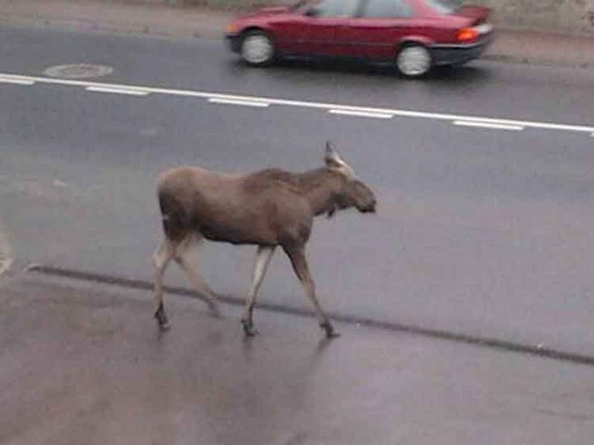 Uwaga! Łoś na drodze!