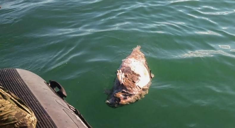 This picture released by the Sea Shepherd environmental organization shows a dead vaquita marina porpoise in the Gulf of California -- the species is critically endangered