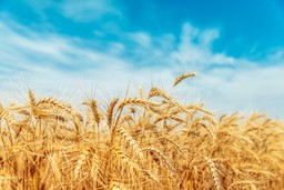 Rolnicy nadal liczą, że zboże zdrożeje