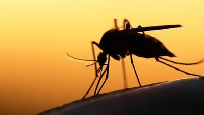 A single mosquito bite can be deadly. [Pinterest] 