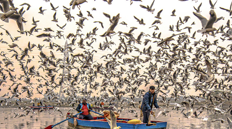 Az éhes madársereg szinte eltakarja a felkelő napot, amikor körberepüli a halászbárkákat / Fotó: Northfoto