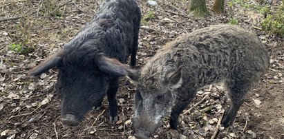 Smutny los świń, które zjadły rolnika na Dolnym Śląsku