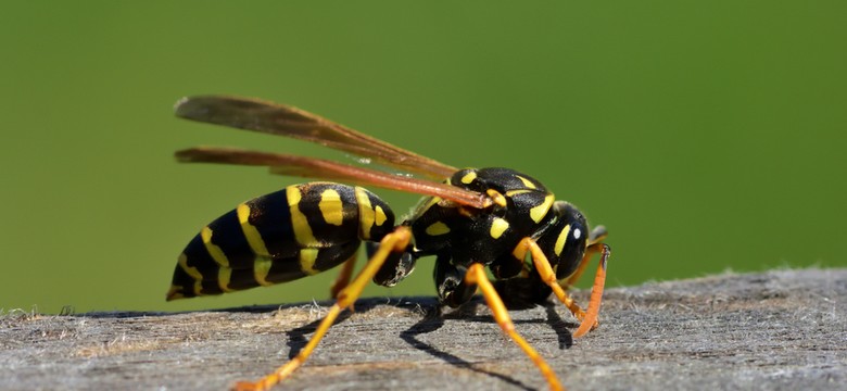 Plaga os w Polsce? "Prawdziwy wysyp dopiero przed nami"