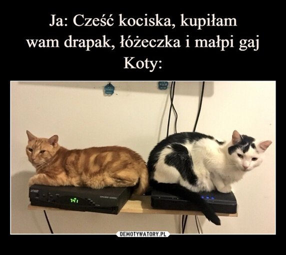 Najlepsze memy o kotach