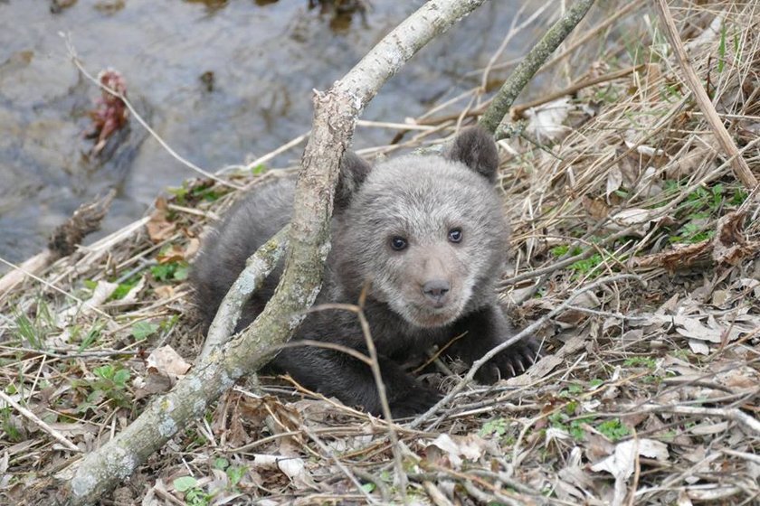 Niedźwiedzica Cisna zamieszkała w poznańskim Zoo