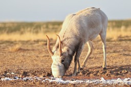 Nietypowy, ale miły QUIZ ortograficzny. Czy wiesz, jak napisać nazwy tych zwierząt?