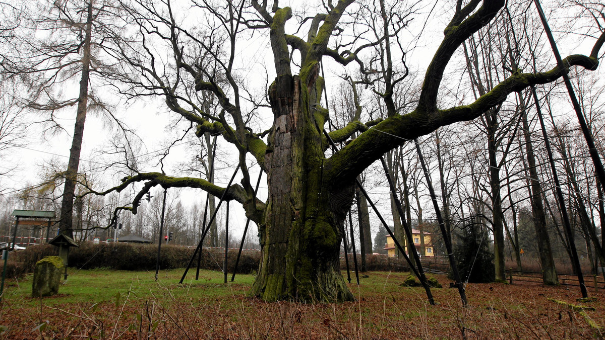 Pędy potrzebne do badań genetycznych i klonowania drzewa pobrali z ok. 700-letniego dębu "Bartek", rosnącego koło Zagnańska (Świętokrzyskie), naukowcy i leśnicy. Dzięki temu jest szansa na uzyskanie sadzonek najsłynniejszego drzewa w regionie.