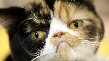 Najdziwniejsze rasy kotów na świecie - są naprawdę niesamowite!