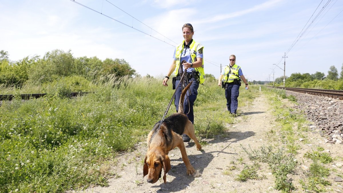 Policja nadal poszukuje Grzegorza Włodarczyka, który jest podejrzany o zamordowanie swojej żony. Za 35-latkiem wydano list gończy, a funkcjonariusze podejmują coraz nowe działania, które mają ich doprowadzić do sprawcy. W tym celu ściągnięto <a rel="nofollow" href="http://m.in" id="a91456b1-bd27-431f-b6ed-338b93070ad9">m.in</a>. psy z Saksonii, które są wyszkolone do tropienia ludzkich zapachów.