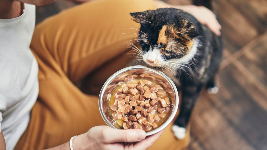 Jak często należy karmić kota? Odpowiedź może Was zaskoczyć