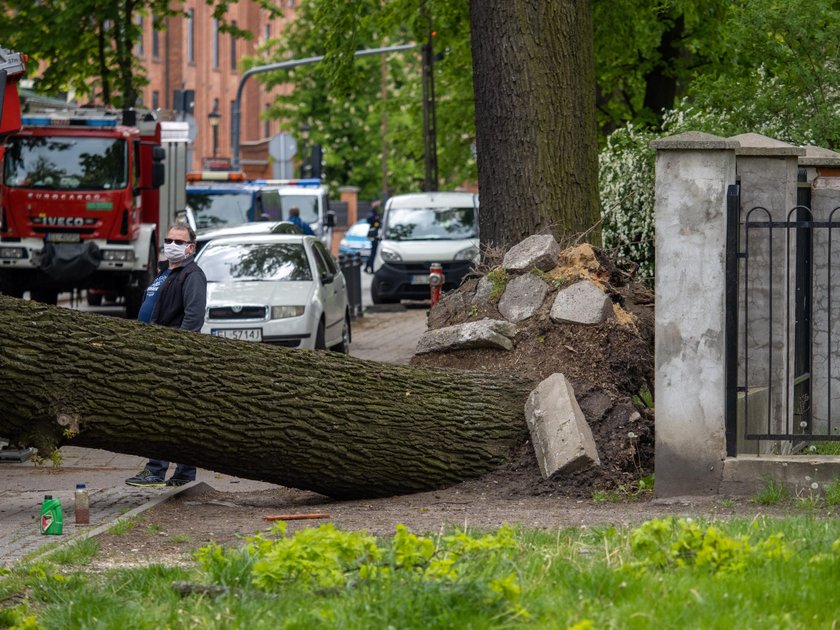 Księży Młyn w Łodzi. Drzewo runęło na ulicę