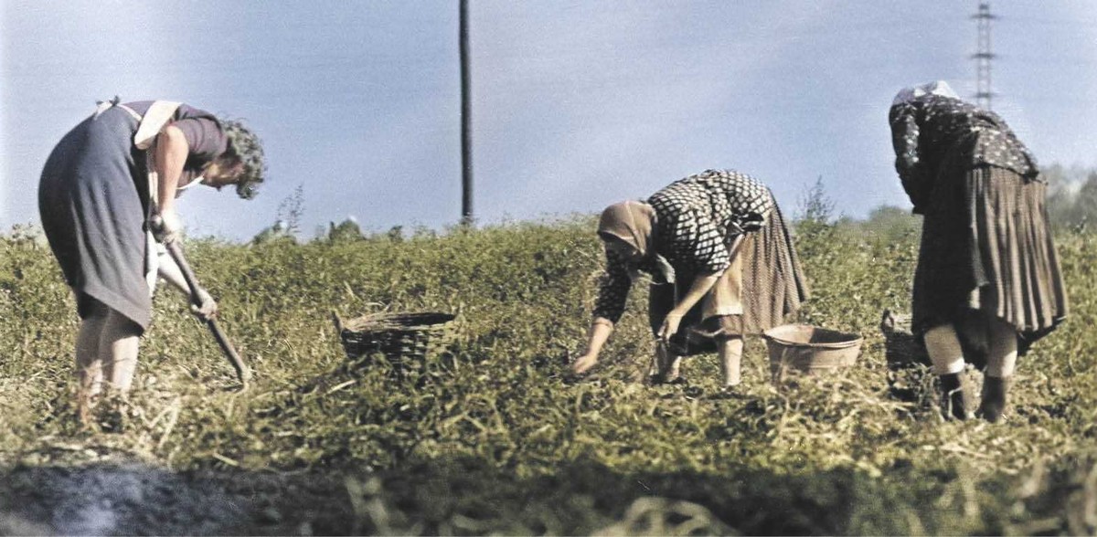 Kobiety pracujące na polu