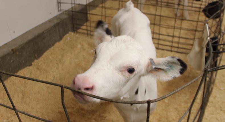 A calf at Stensland Family Farms.