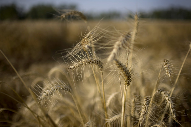 Rosja jest trzecim co do wielkości światowym eksporterem zbóż.