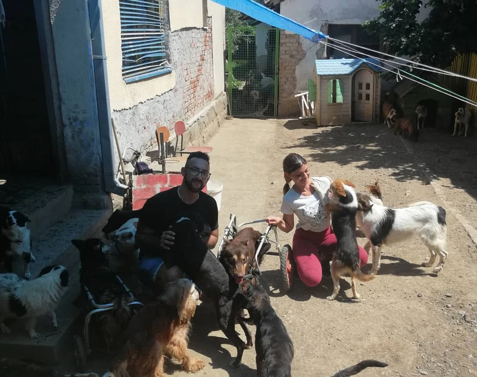 Jovica i njegovi četvoronožni drugari