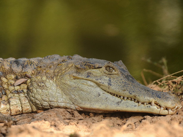 Krokodyl zaatakował turystkę, która chciała zrobić sobie z nim selfie