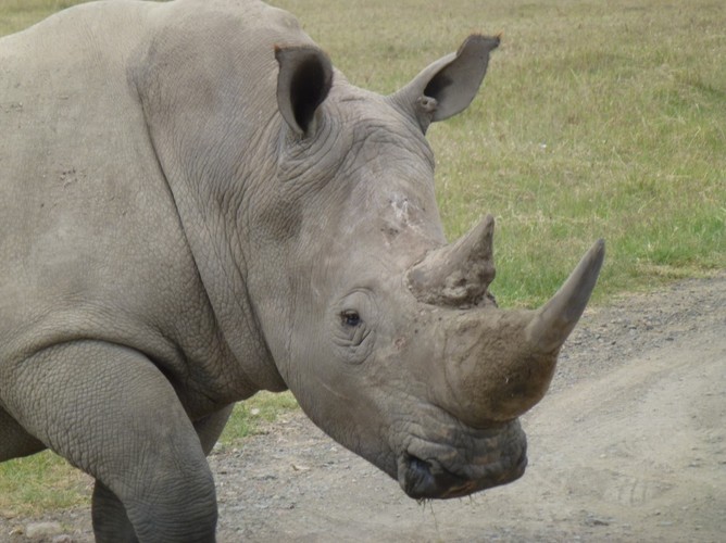 Nosorożec w odległości 3 metrów od samochodu? W parku w Nakuru to nic nadzwyczajnego!