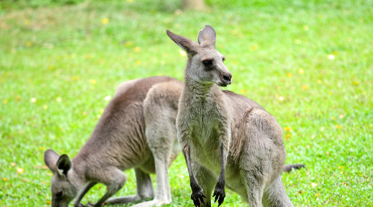 Nyaralásuk közben találták meg a kengurut / Illusztráció: Northfoto