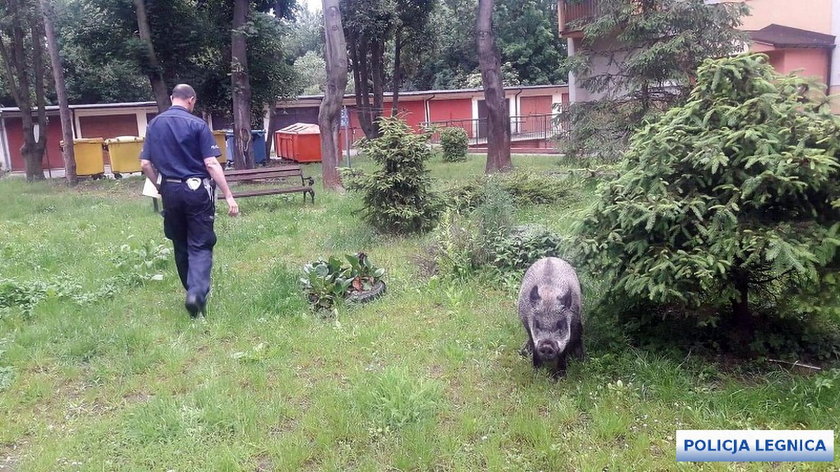 Wezwali policję, żeby donieść na dzika. Nie uwierzycie co zrobił