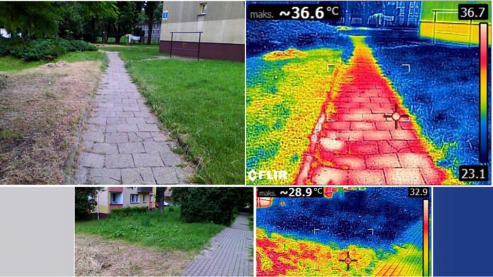 Niekoszone trawniki okiem kamery termowizyjnej