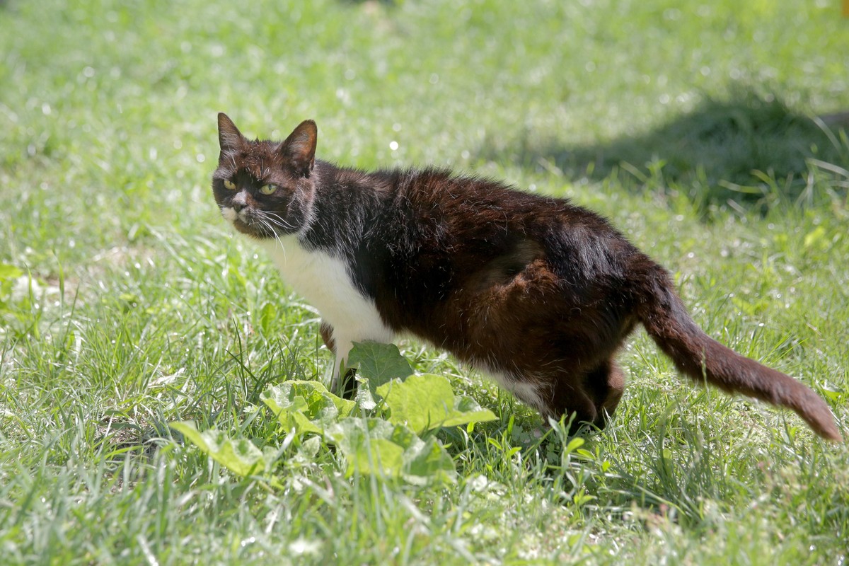 Kot z wścieklizną ugryzł właściciela. Jest pilny apel ekspertów