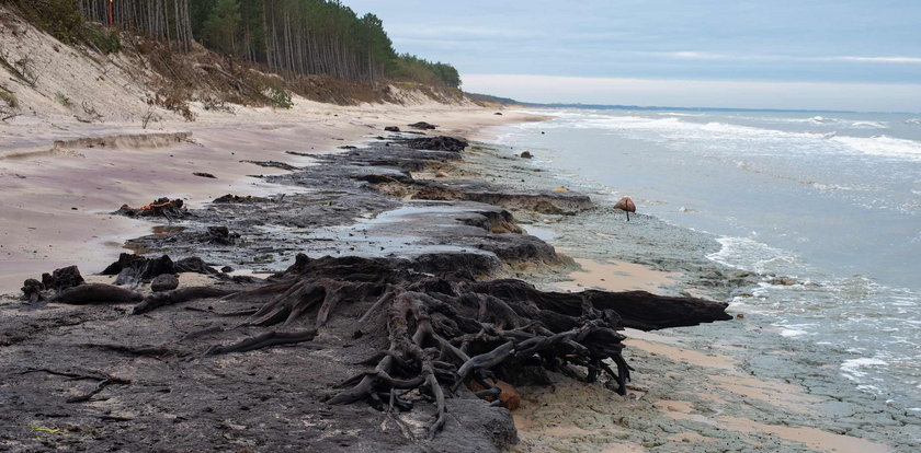 Wyjątkowe zjawisko nad Bałtykiem. Plaża pokryła się "zatopionym lasem"