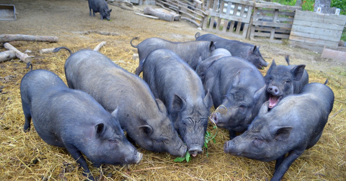 Zeznania, po których zamarła sala sądowa. "Kiedy świnie są głodne, zjedzą wszystko"