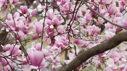 rozsyp kilka garści pod krzewem. magnolia obsypie się kwiatami