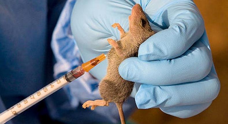 Lassa fever claims 14 lives, 110 suspected cases in Ebonyi State