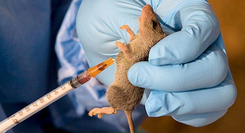 Lassa fever claims 14 lives, 110 suspected cases in Ebonyi State